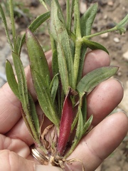 Behenantha