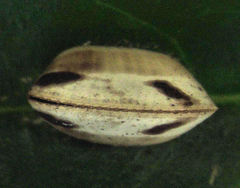 Balta bicolor