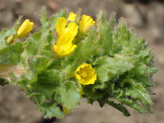 Camissoniopsis hirtella