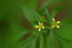 Ranunculus uncinatus