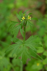 Ranunculus uncinatus