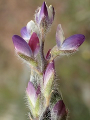 Lupinus concinnus