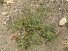Lupinus concinnus