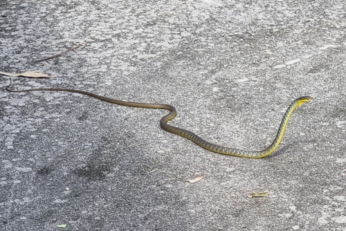 Common Tree Snake sighting