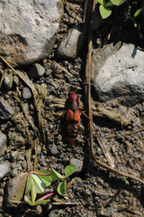 Platydracus immaculatus