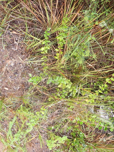 Image of Maytenus procumbens by (c) Nicola van Berkel, some rights reserved (CC BY-SA)