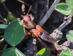 Platydracus immaculatus