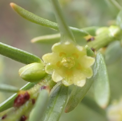 Clutia polifolia (Clutia polifolia)