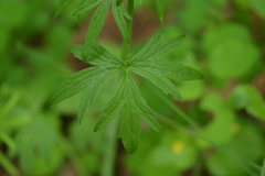 Ranunculus uncinatus