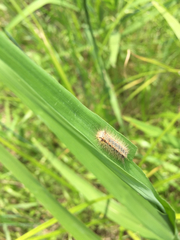 Balataea octomaculata