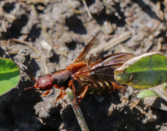 Platydracus immaculatus