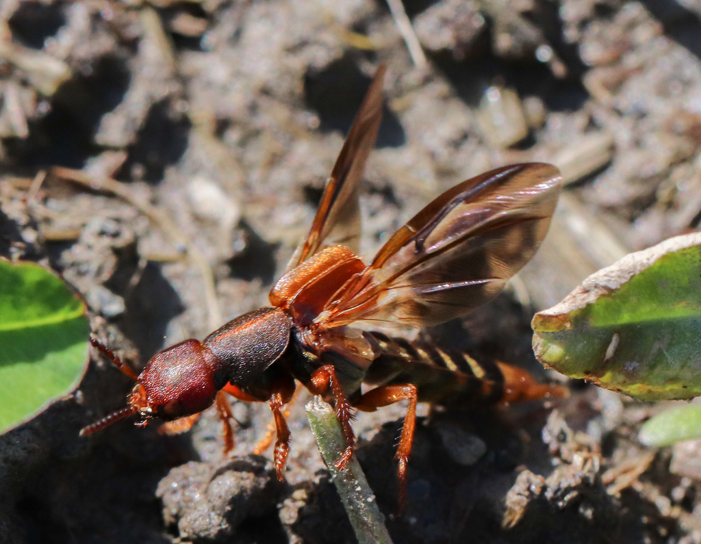 Immaculate Rove Beetle