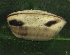 Balta bicolor