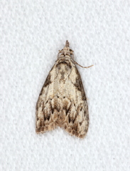 Nola pleurochorda