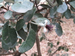 Feijoa sellowiana