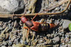 Platydracus immaculatus