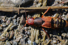 Platydracus immaculatus
