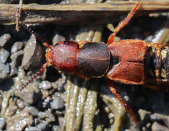 Platydracus immaculatus