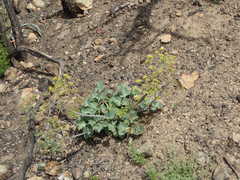 Lomatium lucidum