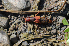 Platydracus immaculatus