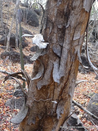 Tepehuaje (Lysiloma divaricatum)