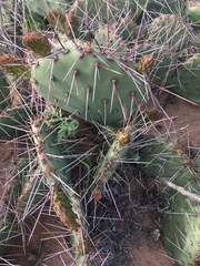 Opuntia