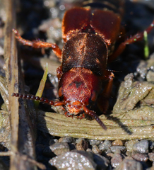 Platydracus immaculatus