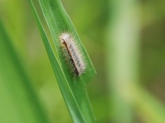 Balataea octomaculata