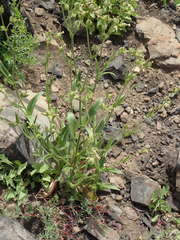 Behenantha