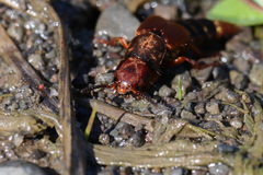 Platydracus immaculatus