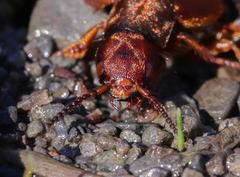 Platydracus immaculatus