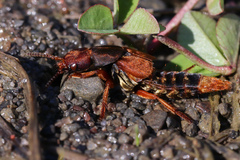 Platydracus immaculatus