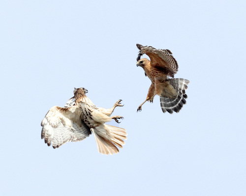 Red-shouldered Hawk photographed in Massachusetts
