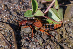 Platydracus immaculatus
