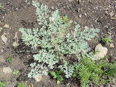 Ehrendorferia chrysantha