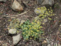 Lomatium lucidum