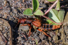Platydracus immaculatus