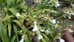Encyclia cordigera