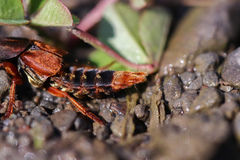Platydracus immaculatus