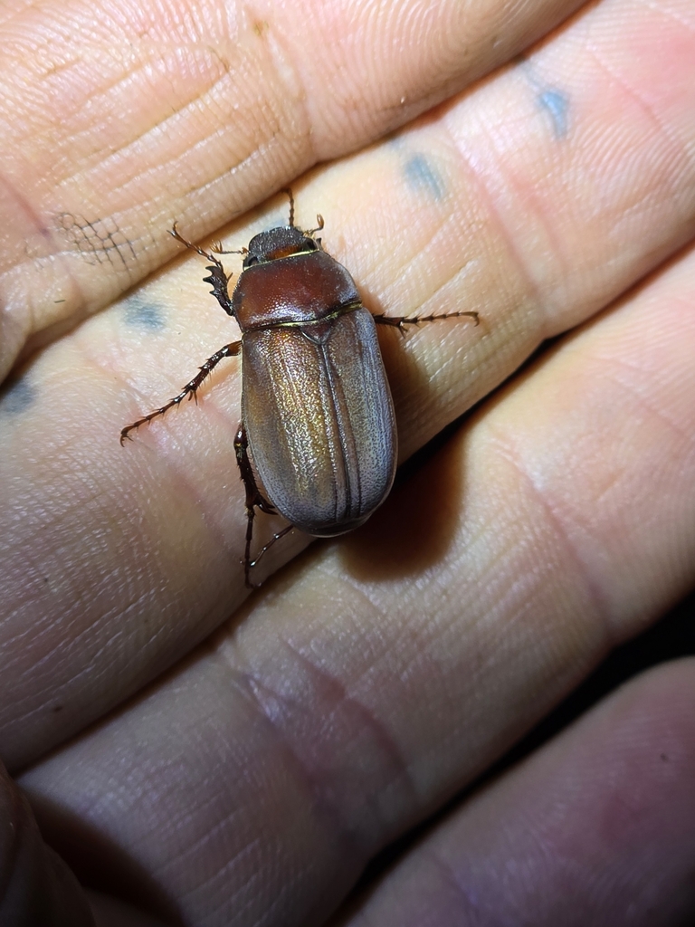 June Beetles in May 2024 by Joey Santore · iNaturalist