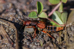Platydracus immaculatus