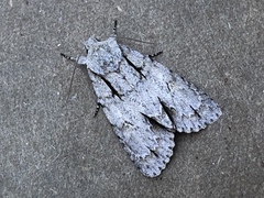 Acronicta laetifica