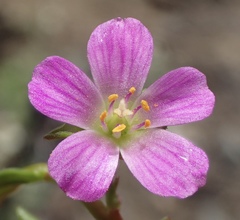 Calandrinia breweri