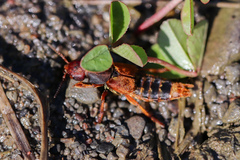 Platydracus immaculatus