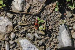 Platydracus immaculatus
