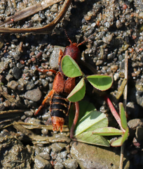Platydracus immaculatus