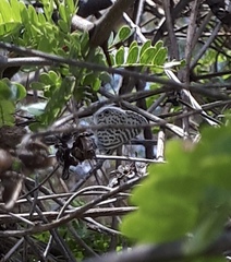 Leptotes cassius cassidula