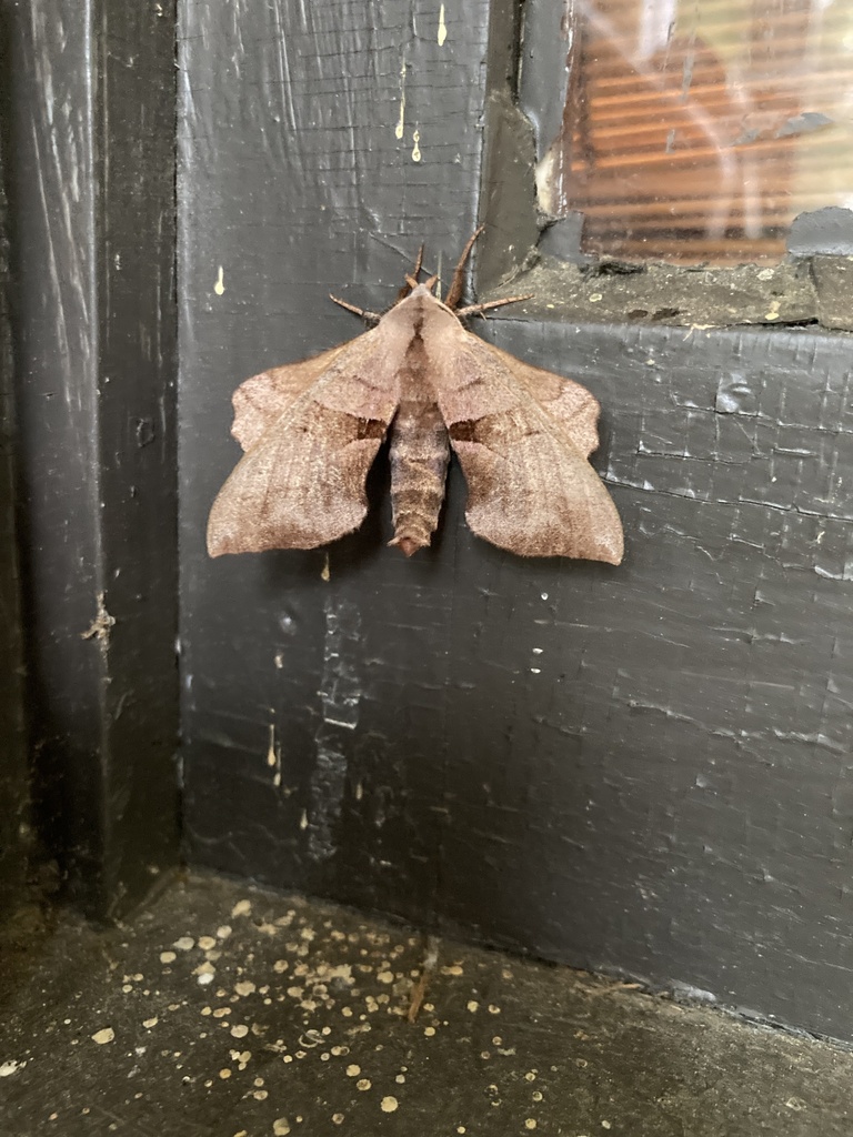 Walnut Sphinx from Pine Grove Rd, Knoxville, TN, US on May 4, 2024 at ...