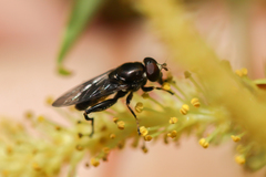 Chalcosyrphus