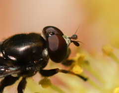 Chalcosyrphus